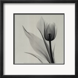 Tulip Posters by Marianne Haas
