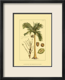 Printed Exotic Palm V Kunst av Pierre-Joseph Buchoz Printed Exotic Palm V Kunst av Pierre-Joseph Buchoz