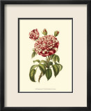 Magnificent Rose VI Kunstdrucke von Ludwig Van Houtte