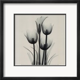 Tulips and Arum Lily Posters par Marianne Haas