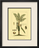 Printed Exotic Palm VI Plakater av Pierre-Joseph Buchoz Printed Exotic Palm VI Plakater av Pierre-Joseph Buchoz