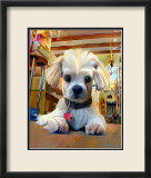 Mazel Dog Print by Robert Mcclintock