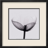 Opening Prints by Marianne Haas