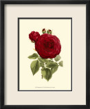 Magnificent Rose I Poster von Ludwig Van Houtte