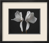 Cyclamens Affiches par Ian Winstanley