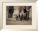 Baby Elephant, Masa Mara, Kenya Posters af Anup Shah