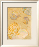 Shoreline Shells VI Affiches par Lorraine Vail