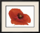 Poppy Plakater af Cédric Porchez