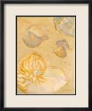 Shoreline Shells VI Affiche par Lorraine Vail