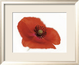 Poppy Plakat af Cédric Porchez