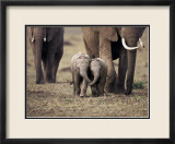 Baby Elephant, Masa Mara, Kenya Art par Anup Shah