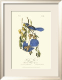 Florida Jays Art par John James Audubon
