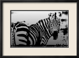 Zebra Chrome I Prints by Susann & Frank Parker