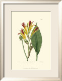 Antique Canna I Kunstdrucke von Van Houtt 