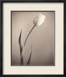 Tulip Prints by Laurie Eastwood