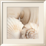 Coquillages II Poster par Jan Lens