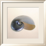 Polished Nautilus Poster von Tom Artin