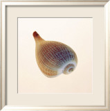 Fig Shell Plakat af Tom Artin