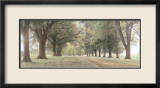 Avenue of Trees Prints by Michael Hudson