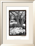 Springtime Garden VI Affiches par Laura Denardo