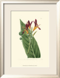 Antique Canna IV Poster von Van Houtt 