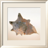 Conch Kunstdruck von Tom Artin