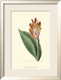 Antique Canna III Kunst von Van Houtt 