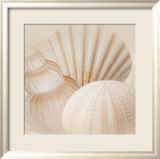 Shells III Prints by Jan Lens