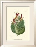 Antique Canna II Poster von Van Houtt 