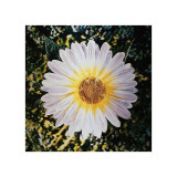 Daisy for Rain Machine Installation, c.1960-1980 reproduction procédé giclée par Andy Warhol