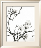 Branch of Magnolia Prints by Henry Wilson