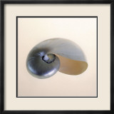 Polished Nautilus Affiches par Tom Artin