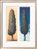 2 Zypressen Rechts, 1999 Posters by Folkert Rasch