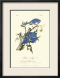 Geais bleus Affiches par John James Audubon