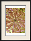 Woodland Plants in Red I Láminas por Sharon Chandler