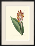 Antique Canna III Poster von Van Houtt 