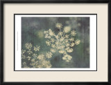 Queen Ann's Lace III Láminas por Meghan McSweeney
