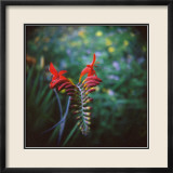 Crocosmia Reproduction encadrée édition limitée par Rebecca Tolk