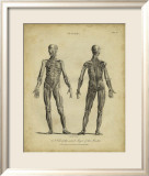 Anatomy Study III Affiches par Jack Wilkes