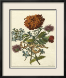 Floral Posy III Prints by Giovanni Ferrari