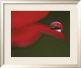 Delicious Drop Art par Mikio Watanabe