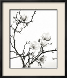 Branch of Magnolia Posters by Henry Wilson