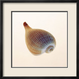 Fig Shell Kunstdrucke von Tom Artin