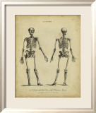 Anatomy Study I Affiches par Jack Wilkes