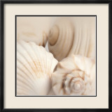 Shells II Posters by Jan Lens