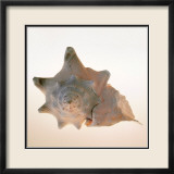Conch Kunst af Tom Artin