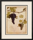 Cabernet Sauvignon Láminas por Meg Page