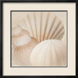 Shells III Posters by Jan Lens