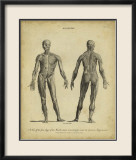 Anatomy Study IV Affiches par Jack Wilkes