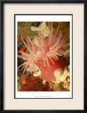 Graphic Sea Anemone I Pósters